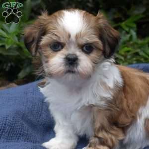 Cherry, Shih Tzu Puppy